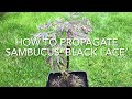 ニワトコの「ブラックレース」を繁殖させる方法、ニワトコの挿し木、植物の繁殖