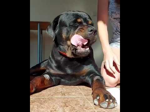 Video: Ո՞ր տարիքում կարելի է վերապատրաստել Rottweiler- ը: