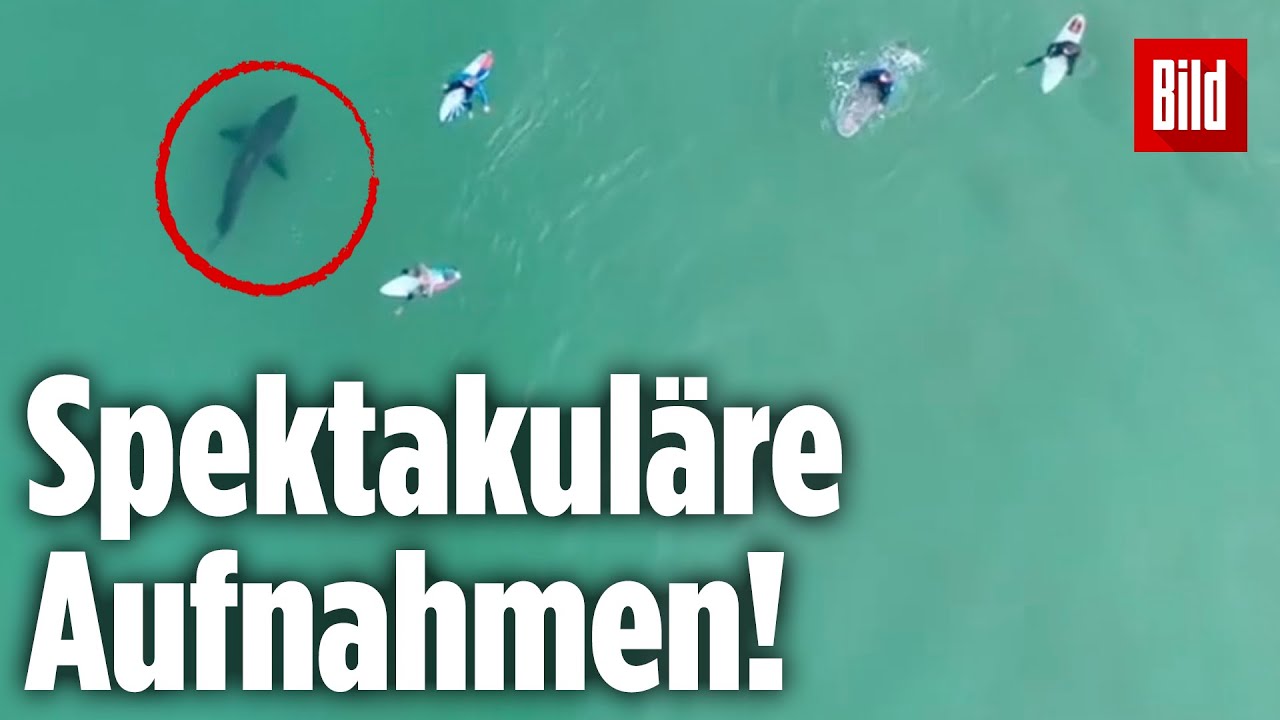 Aus dieser Trauminsel wurde der weltweit grausamste Hai-Hotspot | BILDplus-Doku | Trailer