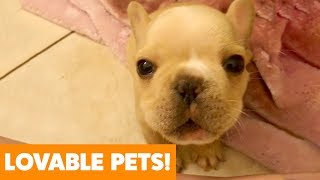 Most Adorable Dogs And Cats | Funny Pet Videos