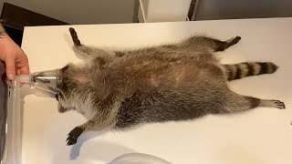 Raccoon goes to the vet to get an Xray