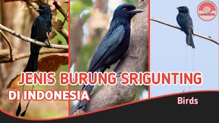 Jenis Burung Srigunting di Indonesia.