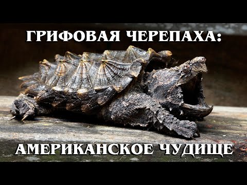 ГРИФОВАЯ ЧЕРЕПАХА: Аллигаторовая черепаха – американское водяное "чудовище" | Факты про рептилий