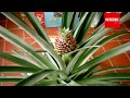 Pineapple Growing | Timelapse &amp; Closeup