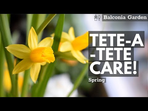 How To Care For Daffodil &rsquo;Tete-a-tete&rsquo; (Narcissus) In Pots! QUICK AND EASY🌿Balconia Garden
