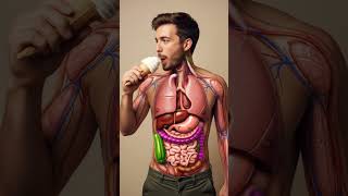 What Happens After Eating Ice Cream |3D Digestive System Animation