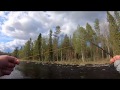 Amazing fly fishing grayling on the Kuusinkijoki Finland / Хариус на нахлыст река Куусинкийоки