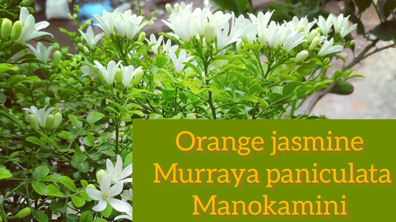 orange jasmine || Murraya paniculata || Manokamini