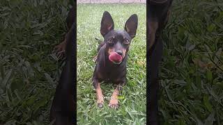CONHECE ESSE XAROPE? 🤭 #pets #shelby #pinscher