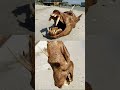 Deep Sea Monster Found on Black’s Beach by Tourist