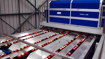 Equipment, plants and machines for Apples processing, sorting, grading and packing.