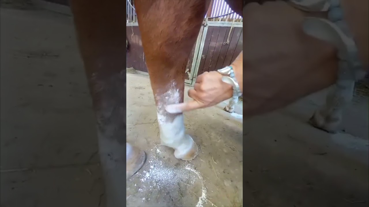 Rapid Wound Repair for Animals Using Natural Pet Vitality Fulvic Mineral Powder Supplement