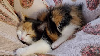 Bobtail Kittens Are So Cute! by Fan of Pets 1,174 views 2 years ago 5 minutes, 47 seconds