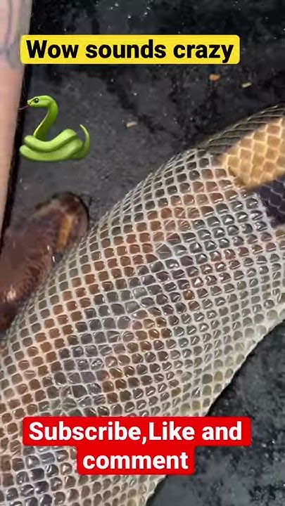 Shedding snake, ball python sheds #shorts - YouTube