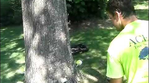 Tree Micro Injections Installation in Birmingham, Alabama | ACE TREE Inc.