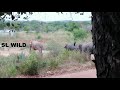 Sri Lankan Elephants | Elephants Crossing Over Electricity Wire | Tuckers Sri Lanka | Asian Tusker