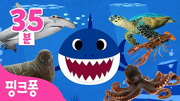 바다 동물 특집 | 상어가족과 바닷속 동물들이 만났어요! | +모음집 | 상어, 돌고래, 문어, 바다사자 | 아기상어 | 바다동물동요 | 핑크퐁! 인기동요