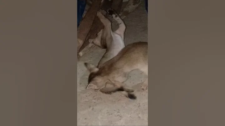 Video 10324881: cats catlover cutecat, cat playing cutecat, cat funny beautiful, catlover games, cute cat playing