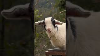 Hmm, unforgettable回味无穷#my rural life #baby sheep #shepherd prince