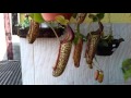 Nepenthes: como cultivar, substrato e rega.
