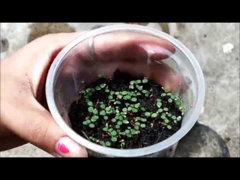 Video: Polievanie novo zasadených semien – Ako zalievať semená po výsadbe