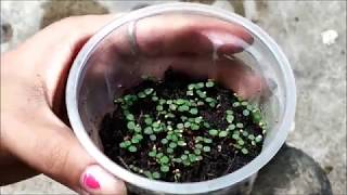 How To Germinate Strawberry Seeds? | Germinating Strawberry Seeds At Home | Whimsy Crafter