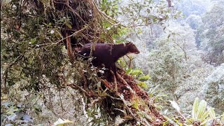 it turns out this is what the forest goats live like, in the forest!!!