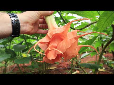 Angels' Sun Explosion Full HD Angel Trumpet-Brugmansia