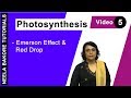 Photosynthesis - Emerson Effect & Red Drop