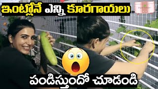 Actress Samantha Akkineni Plucking Vegetables From Her Terrace Garden | Samantha | Akkineni