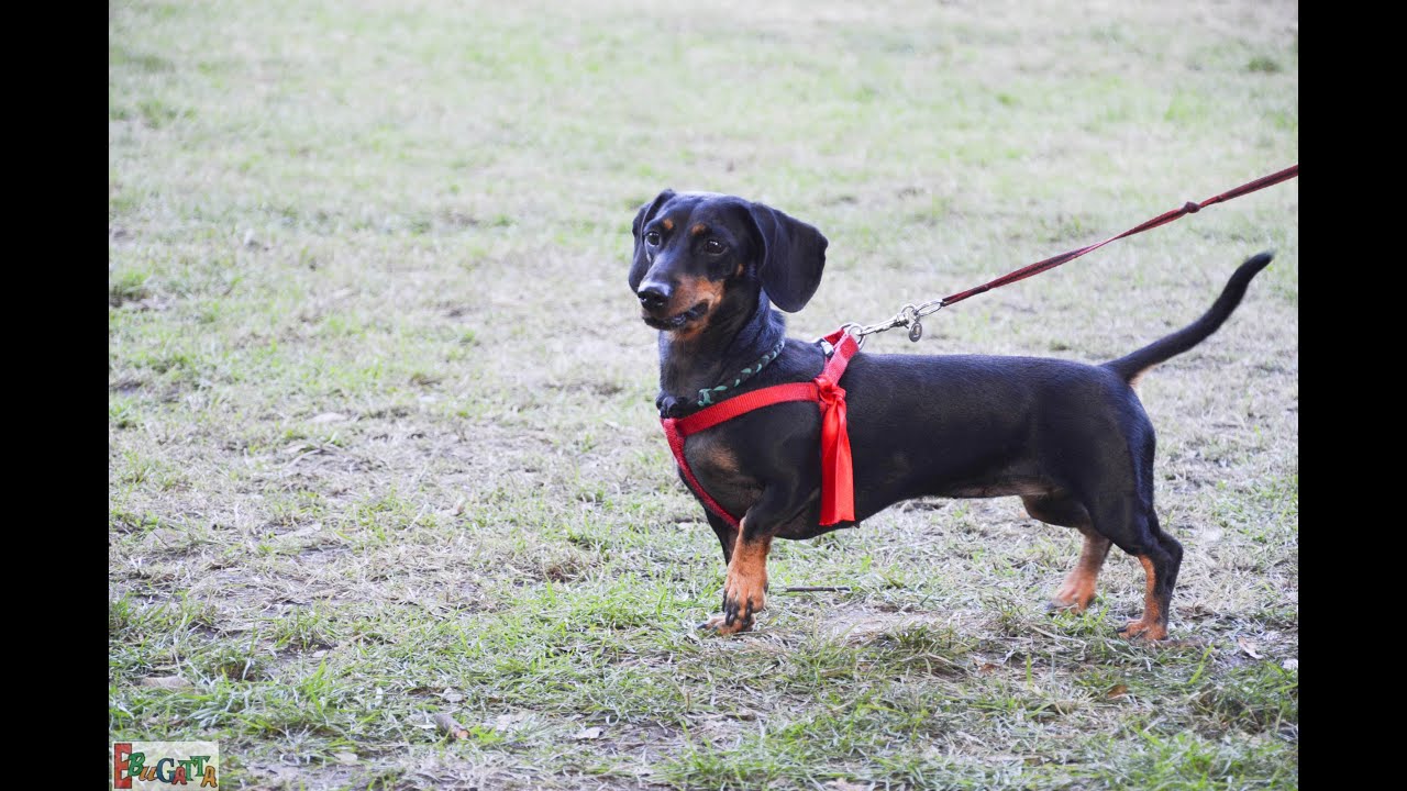 M & B KUTYAKOZMETIKA -TACSKÓ SZALON GOLDENDAX KENNEL