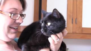 Cat Fuss During Bridal Prep Cat Fuss During Bridal Prep