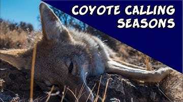 Coyote Calling Seasons