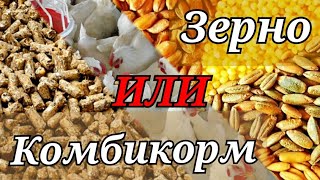 видео: Чем кормить бройлеров? ЗЕРНО или КОМБИКОРМ. Как содержать бройлера? КЛЕТКА или ВЫГУЛ. картинка: Чем кормить бройлеров? ЗЕРНО или КОМБИКОРМ. Как содержать бройлера? КЛЕТКА или ВЫГУЛ.