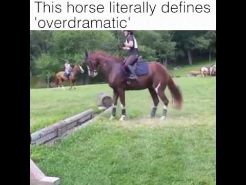 Эти забавные животные - 2913289