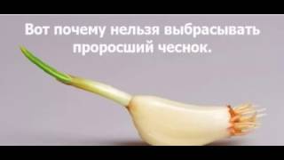 Лучше не выбрасывайте ПРОРОСШИЙ ЧЕСНОК! Вот почему... Лучше не выбрасывайте ПРОРОСШИЙ ЧЕСНОК! Вот почему...