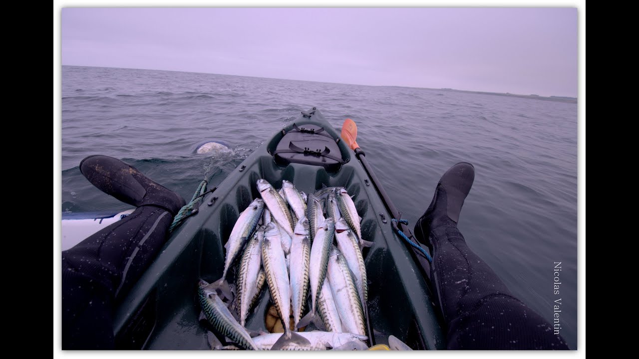 Mackerel on the fly YouTube