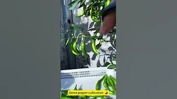 Green Pepper Cultivation 