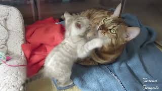 'Pinned ya!' Bengal Kitten Mischief by Bonnie & Isla Bengal Twins 104 views 11 months ago 43 seconds
