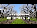 THE CHERRY BLOSSOMS | SCREENSAVER ART FOR YOUR TV | 4Hr 4K