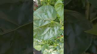 Pepinocuis Sativus L. Leitura Na Descrição