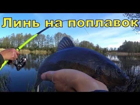 РЫБАЛКА НА УТРЕННЕЙ ЗОРЬКЕ на линя.  Ловля линя на поплавок.