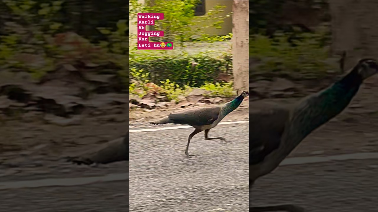 Peahen runs 🦚 