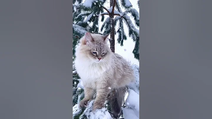 Video 7734371: persian cats catlover, persian cat cute beautiful