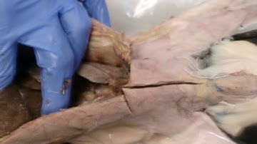 Cat Dissection Part 1