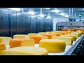 Inside the Cheese Factory: From Fresh Milk to Perfectly Crafted Cheese