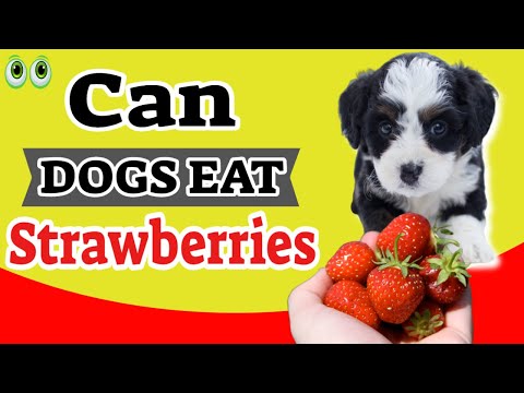 Can Dogs Eat Strawberries? What Fruits Can Dogs Eat?
