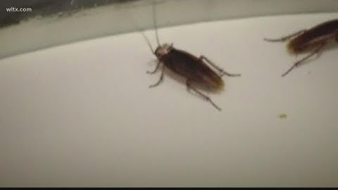 Wet weather brings more bugs