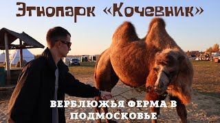 Куда поехать из Москвы на один день? Этнопарк Кочевник.Верблюжья ферма в Подмосковье.