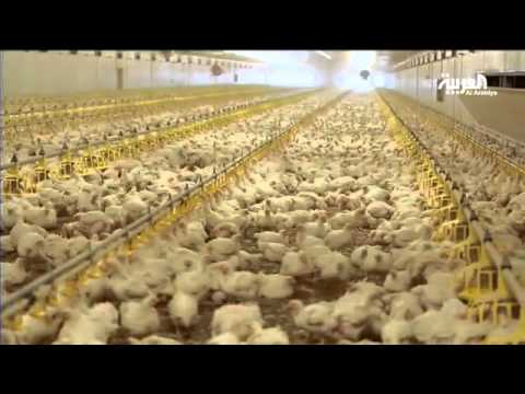 استثمار ب 5 مليارات ريال لمشروع المراعي للدواجن في مدينة حائل